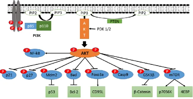 Figure 1.1.1 – Schematic of the PI3K/AKT pathway. Activation of RTK leads to recruitment of PI3K to  the  membrane  and  activation  of  the  catalytic  subunit