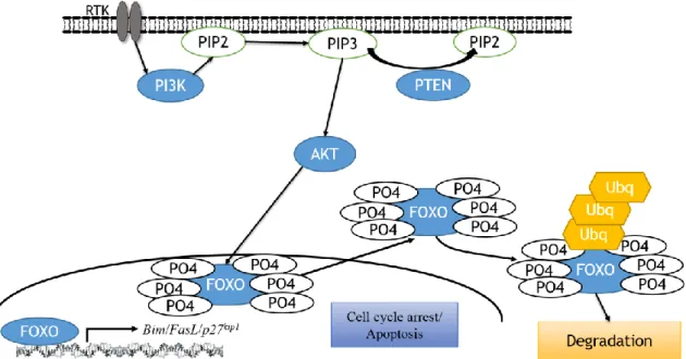 Figure 1.4.1 - Schematic of FOXO cytoplasmic translocation and sequential degradation