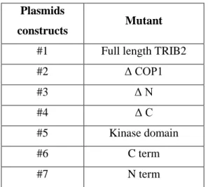 Figure 2.3.1 – Schematic of TRIB2 mutants. Different  regions deleted in the TRIB2 plasmids constructs