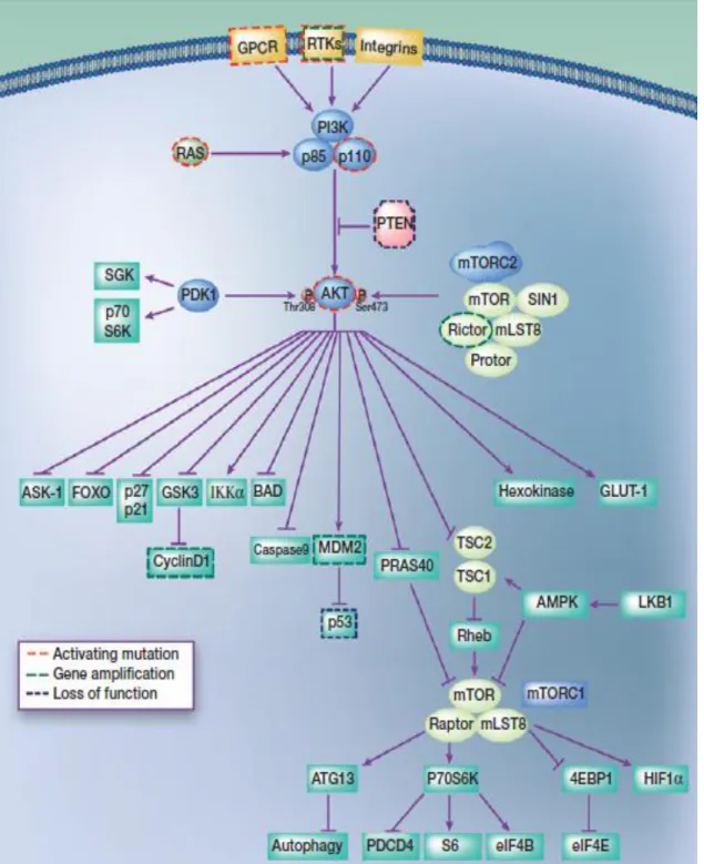 Figure 1.3.1: Regulators, effectors, and somatic alterations in the PI3K–AKT pathway in  melanoma