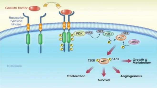 Figure 1.3.1.1: AKT activation through PDK1 and mTORC2 phosphorylation. 46