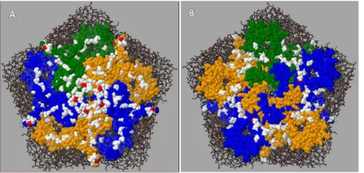 Table 4. Codon position-wise analysis of transition preference in nucleotide substitutions during evolution of poliovirus VP1 coding sequences in different contexts.