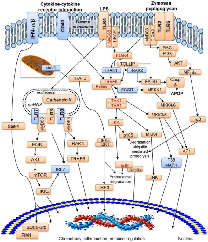 Figure 6. TLR/NF- k B signaling pathway. Brown rectangles indicate proteins identified in the present Octopus vulgaris library and blue rectangles indicate the absent ones