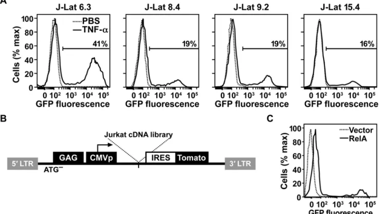 Figure 1. A cDNA screen to identify novel regulators of HIV-1 latency. (A) Flow cytometry of latent HIV-1 reactivation in indicated J-Lat cell lines after treatment with PBS or TNF-a