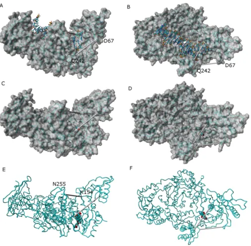 Figure 7 Comparison between the catalytically active “open” conformation of HIV-1 reverse tran- tran-scriptase and the “extended” conformations obtained in the simulations