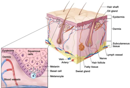 Figure 1.2. Anatomy of the normal skin. Melanocytes are specialized pigmented cells that  produce melanin and reside in the basal layer of human skin