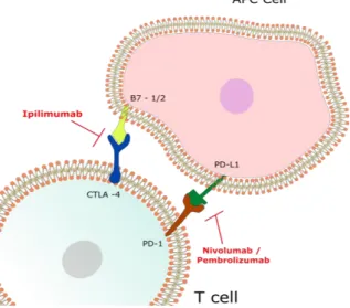 Figure  1.6.  Immune  checkpoint  blockade  in  Melanoma.  Ipilimumab  (against  CTLA-4)  blocks the immunosuppression induced by the interaction between the B7 family and  CTLA-4  proteins