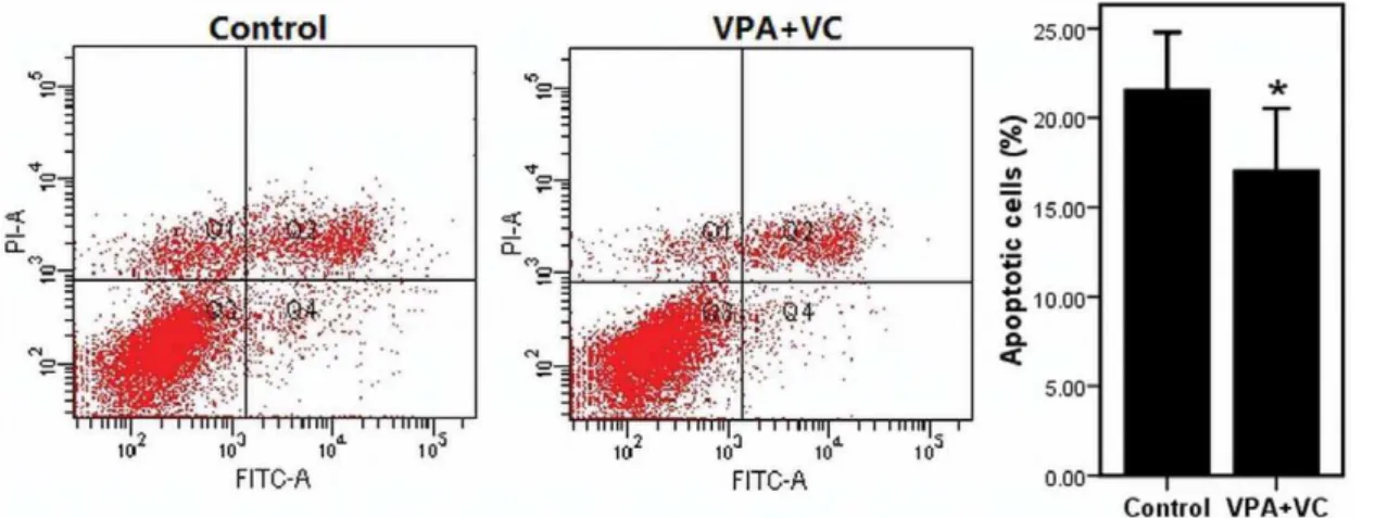 Figure 4. The effects of VPA and VC on anti-apoptosis of cultured keratocytes by stained with AnnexinV-FITC/Propidium Iodide.