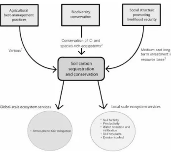 Fig. 2. Conceptual diagram of three factors of high impor- impor-tance which can positively influence carbon sequestration in West Africa, promoting ecosystem service provision at the global and local scales