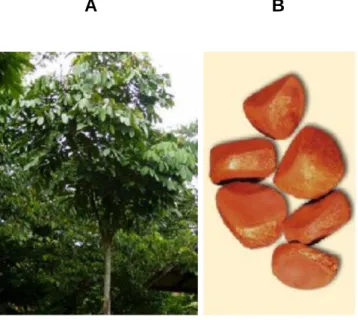 Figura 3. (A) Árvore da andiroba (Carapa guianensis). (B) Semente da andiroba. Fonte: Monografia da  espécie Carapa guianensis Aubl