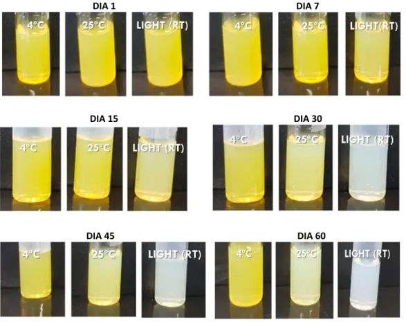 Figura  8.  Aspectos  macroscópicos  de  nanoemulsões  à  base  de  óleo  de  Buriti  (BuNE)  armazenadas a 4ºC, temperatura ambiente (25ºC) e exposição à luz (Luz 25ºC) ao longo de 60 dias