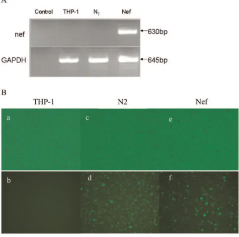 Figure 1. Establishment of stable cell lines Nef and N 2 . The THP-1 cell was transfected with pEGFP- nef and pEGFP-N 2 respectively, giving rise to Nef and N 2 following the limiting dilution in the presence of 550 mg/ml of G418 within 4 weeks