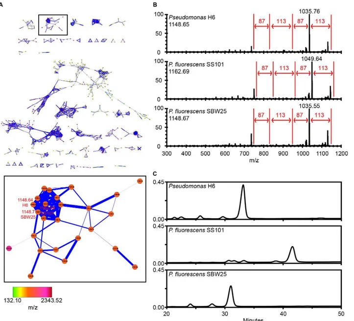 Fig 5. Live colony mass spectrometry and MS/MS networking. (A) Molecular network of Pseudomonas H6, P