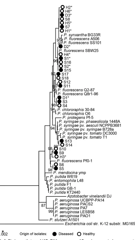 Fig 3. Phylogenetic tree of 16S rRNA sequences of Pseudomonas strains representative of 18 BOX-PCR groups