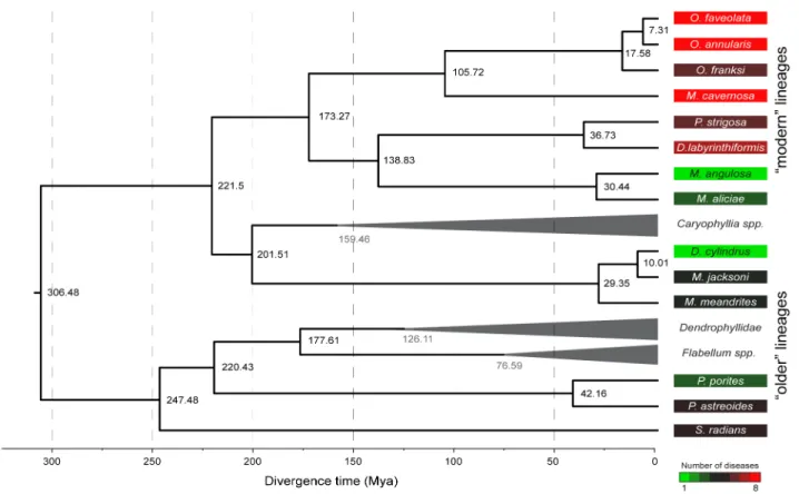 Figure 2. Phylogenetic reconstruction with the 28S rDNA region used to estimate the divergence time (dark values in the nodes) of the evolutionary lineages of 14 Caribbean coral species