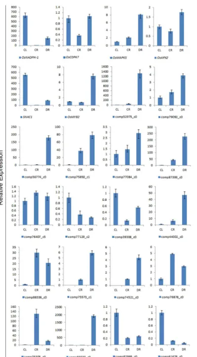 Fig 5. Confirmation of the transcriptomic profiles of selected genes by qRT-PCR. The x-axis shows the three samples; the expression level of CL was used as a control