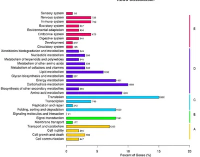 Fig 3. Pathway assignment based on Kyoto Encyclopedia of Genes and Genomes (KEGG) analysis.