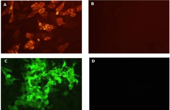 Figure 2. Serum antibodies induced by Cav-VP7 R 0 and SG33-VP7 in sheep. Sheep were immunized twice with recombinant vectors.