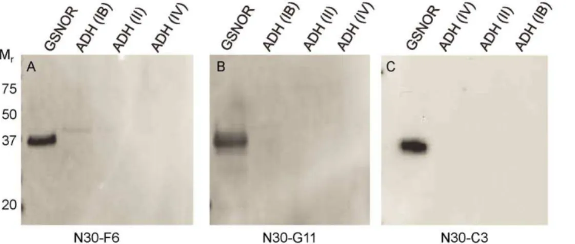 Figure 2. Monoclonal GSNOR antibodies are specific for GSNOR. Purified recombinant proteins were separated by SDS-PAGE, and immunoblots were performed to determine antibody reactivity to GSNOR, ADH IB, ADH II, and ADH IV