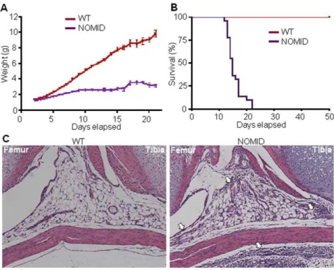 Figure 2. NOMID mice develop leukocytosis associated with high levels of inflammatory mediators