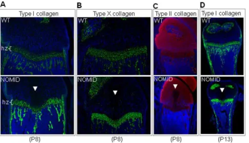 Figure 5. Type II collagen staining is reduced in the acellular structure in NOMID mice
