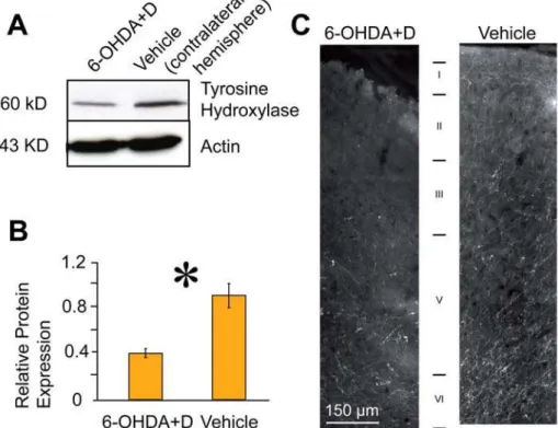 Figure 2. Identification of dopaminergic terminals in M1. (a) Western blot analysis of M1 cortical tissue injected with vehicle (sham-lesioned) and 6-OHDA in conjunction with desipramine (i.p.) using tyroxine hydroxylase (TH) reactivity indicated reduced T
