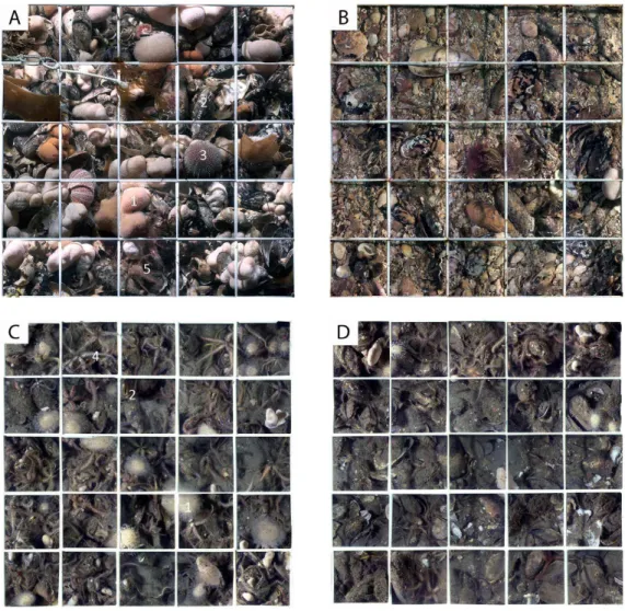 Figure 3. Mosaic quadrat images of quadrats. Quadrat 7 (indicated in Figure 2) from Point of Ayre in 2007 (A) and 2009 (B)