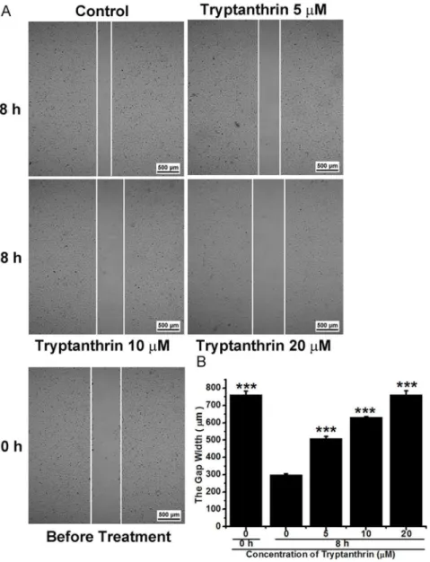 Figure 3. Tryptanthrin inhibited the migration of human microvascular endothelial cells