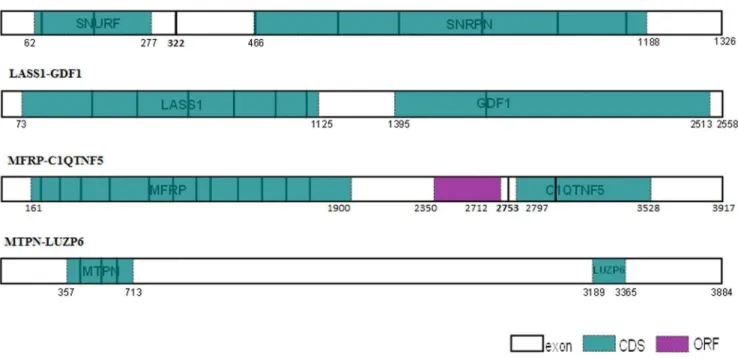 Figure 1. Known human polycistronic transcripts architecture. Exon junctions highlighted in bold, uncovered exon junction coordinates are indicated in bold; annotated CDS in turquoise; ORF in purple; CDS, ORF and transcript coordinates are indicated.