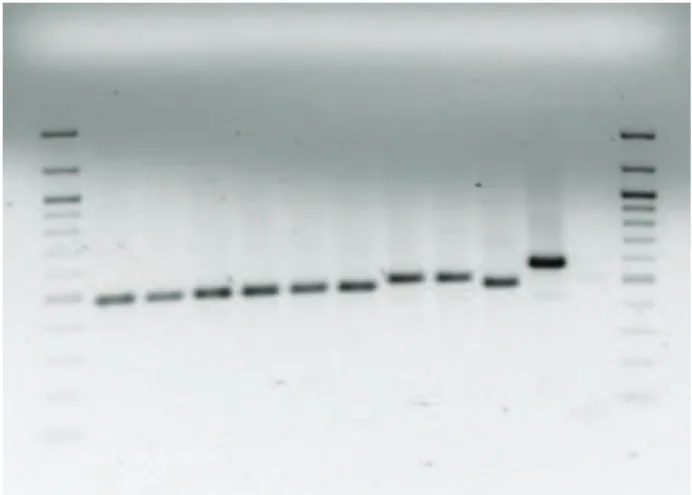 Fig. 1. Gel showing the PCR products of the ITS2 for the spe- spe-cies of T. euproctidis and T