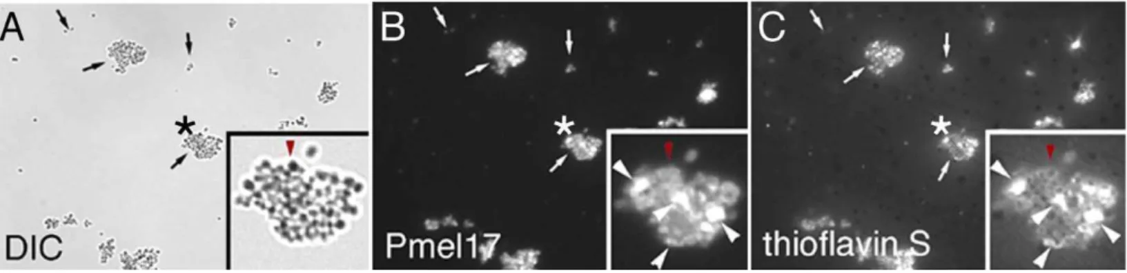 Figure 3. rMa Rapidly Forms Thioflavin T– and Congo Red–Positive Fibers under Nondenaturing Conditions