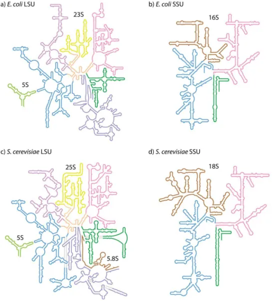 Figure 1. Schematic rRNA 2 6 structures of a) E. coli LSU, b) E. coli SSU, c) S. cerevisiae LSU, and d) S
