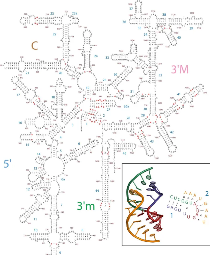 Figure 3. The 2 6 structure of the 16S rRNA of E. coli , based on three-dimensional structures