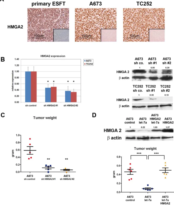 Figure 4. let-7a overexpression-associated loss of tumorigenicity is HMGA2-dependent. A) Immunohistochemical assessment of HMGA2 expression in primary ESFT and A673 and TC252 cell line-derived tumors grown in immunocompromised mice
