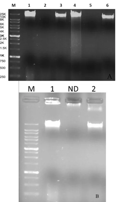 Figure 1. Phage DNA following digestion with DNase I and RNase A (5 mL loaded) (A), Lane M: XXL DNA Ladder GeneOn; Lane 1: uncut VP-2 phage nucleic acid; Lane 2: DNase I digested VP-2 phage nucleic acid; Lane 3: RNase A digested VP-2 phage nucleic acid; La