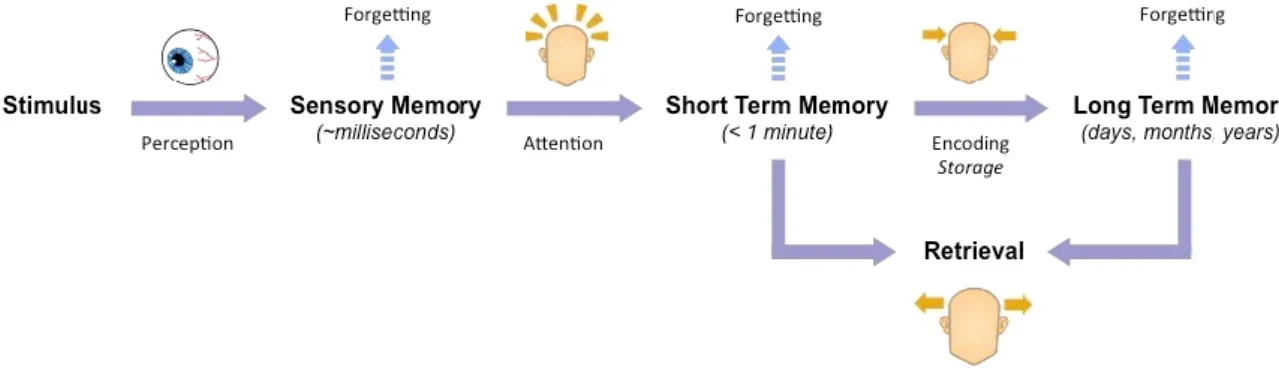 Figura 1: A operação dos sistemas de memória pode ser esquematicamente representada por uma  sequência de etapas, a partir da entrada de um novo evento.(14) ADAPTADO 