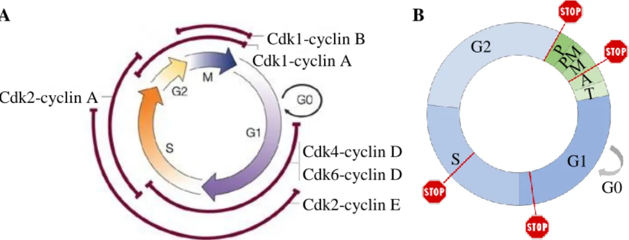 Figura 1.4 Regulação do ciclo celular. (A) A formação e a degradação cíclica dos complexos  Cdk-ciclina  promovem  a  progressão  pelo  ciclo  celular  (adaptado  de  Adams,  2004)