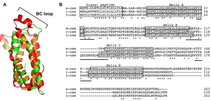 Figure 7. Differences in the BC loop of human, murine and rat OSM might be responsible for the divergent receptor usage