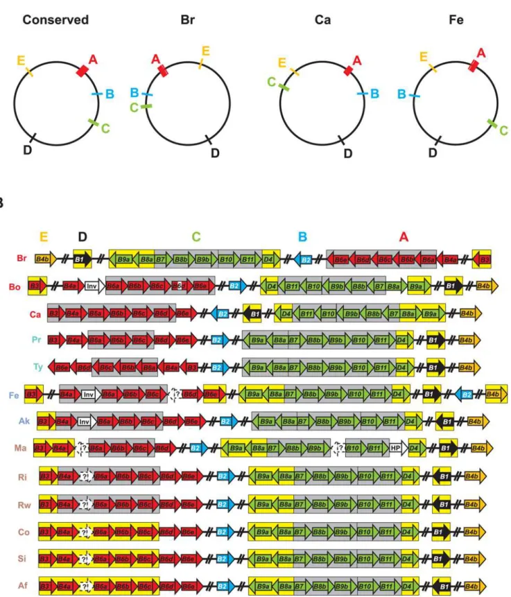 Figure 9. Structure of the Rickettsia T4SS archipelago garnered from the comparison of 13 genomes