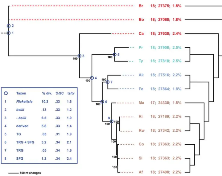 Figure 10. Phylogeny estimation of 18 putative vir genes of the Rickettsia T4SS. Single most parsimonious tree of 12716 steps (6858 parsimonious characters of 28554 total characters)