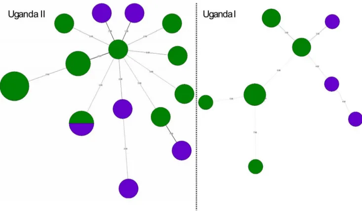 Figure 3. An unrooted minimum spanning tree (MST) showing the molecular relationships of clonal variants of Uganda-I and Uganda-II based on 15 standard MIRU-VNTR loci (Bionumerics 6.1)