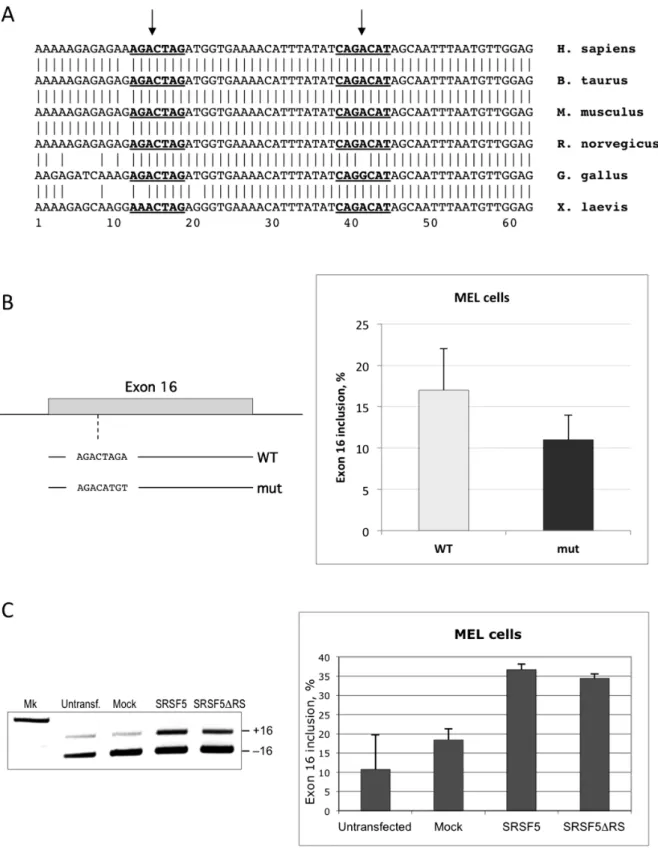 Figure 8. Functional analysis of SRSF5 on endogenous pre-mRNA splicing. To examine the impact of SRSF5 expression on splicing, we used 4.1R exon 16 as a model for endogenous erythroid splicing event.A
