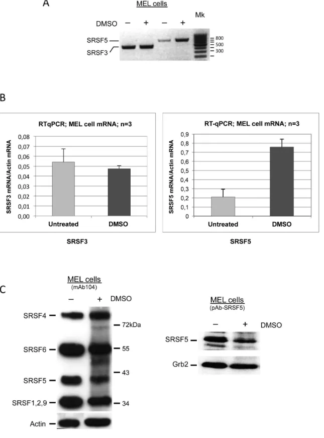 Figure 1. Opposite patterns of expression of SRSF5 mature mRNA and protein during late erythroid differentiation