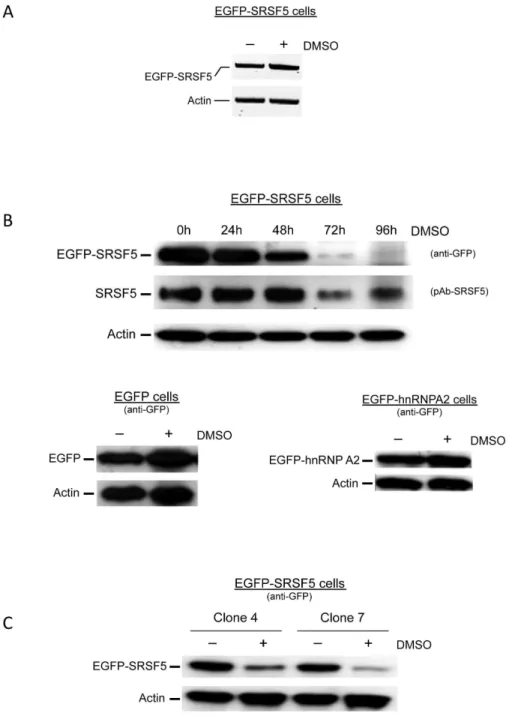 Figure 2. SRSF5 expression in primary ex-vivo erythroid precursors. A. Flow cytometric analysis of proliferating (black line) and differentiating (grey line) cells