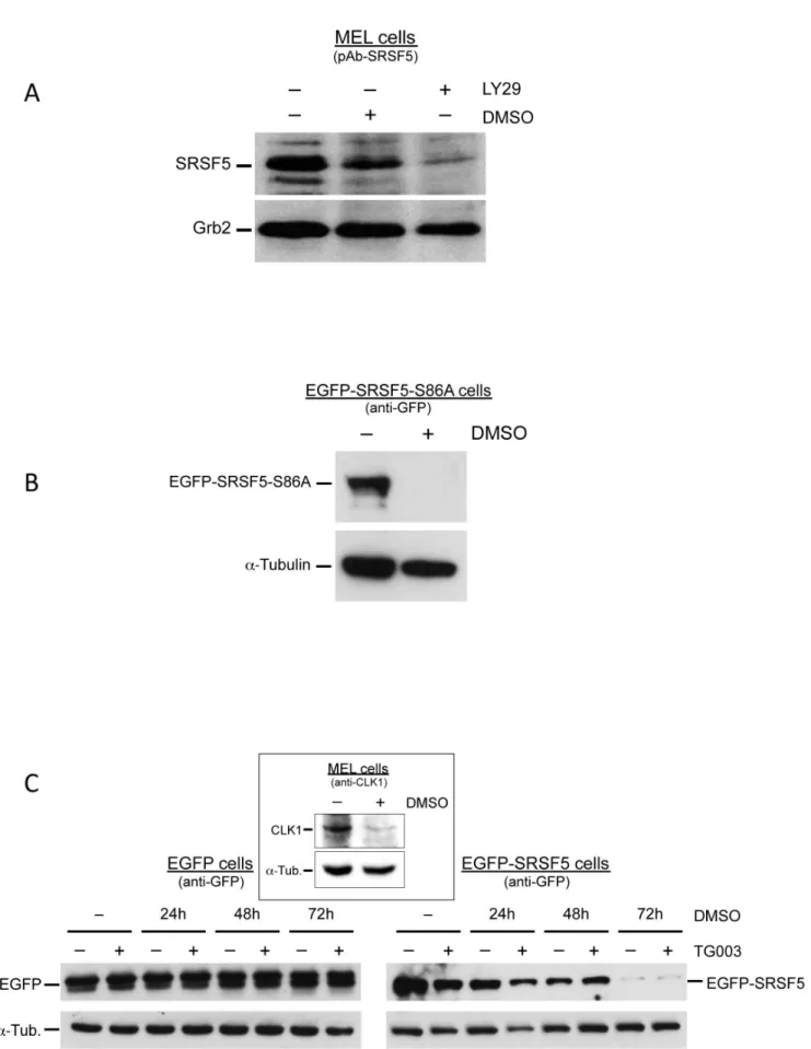 Figure 7. Phosphorylation by the CLKs or by AKT is not required for proteasome-mediated degradation of SRSF5