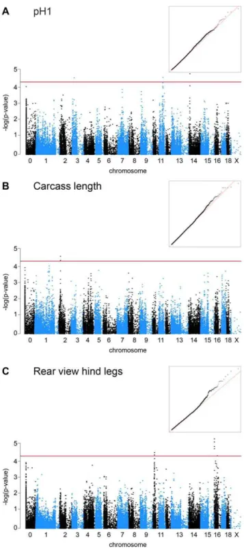 Figure 1. Manhattan plots of genome-wide association studies for EBVs of commercially important traits in pigs