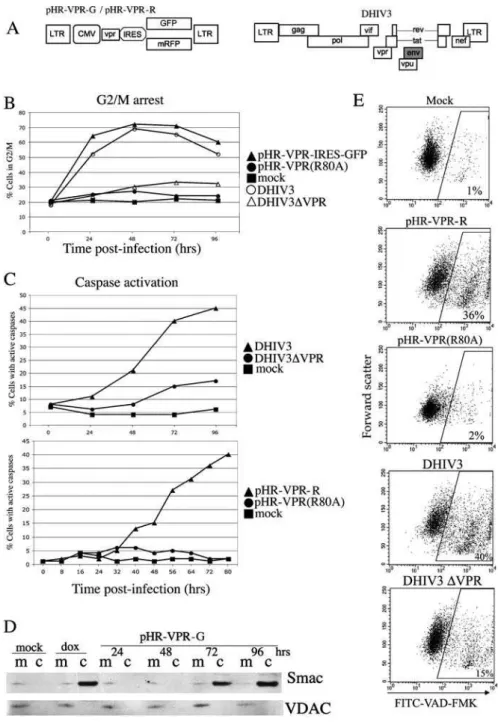 Figure 1. Vpr-Induced Caspase Activation and Smac Release from the Mitochondria Are Temporally Delayed in Relation to G 2 Arrest