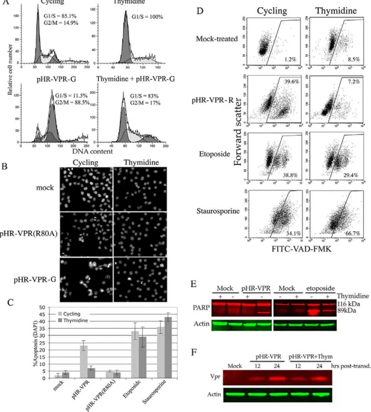 Figure 2. The Apoptotic Effect of Vpr Is Lost in Cells Synchronized in G 1 /S