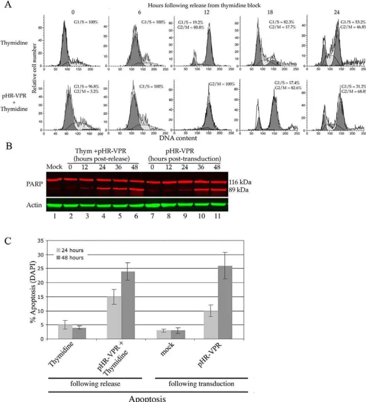 Figure 3. Release of Vpr-Expressing Cells from Thymidine Block Leads to Reentry into the Cell Cycle and Vpr-Induced, G 2 -Dependent Apoptosis (A) Thymidine-synchronized HeLa cells transduced with pHR-VPR-G or mock-transduced were released from thymidine bl