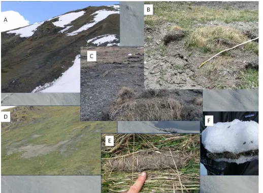 Fig. 2. Evidence of erosion features in the avalanche release area. (A) view of the avalanche release area just after the snow melt (RA); (B) shallow landslide occurred in winter time, under snow cover, probably as a consequence of snow glide movements; (C